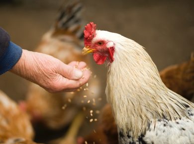 Kippen verzorgen en bloedluis bestrijden: praktische tips