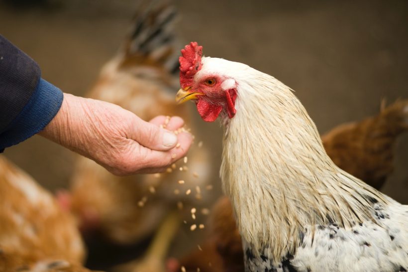 Kippen verzorgen en bloedluis bestrijden: praktische tips