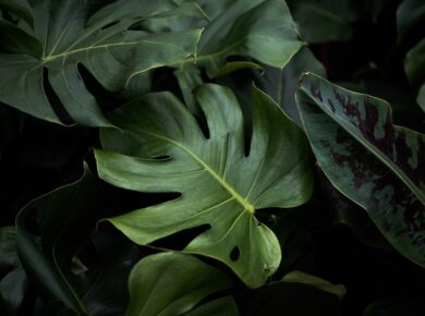 Eetbare laurier snoeien voor een gezonde plant en smaakvol blad