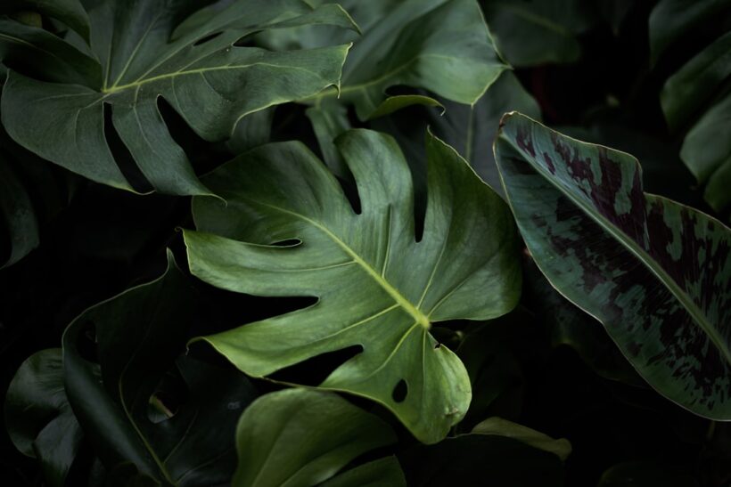 Eetbare laurier snoeien voor een gezonde plant en smaakvol blad